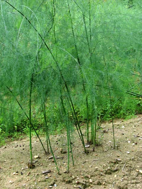 Garden Asparagus