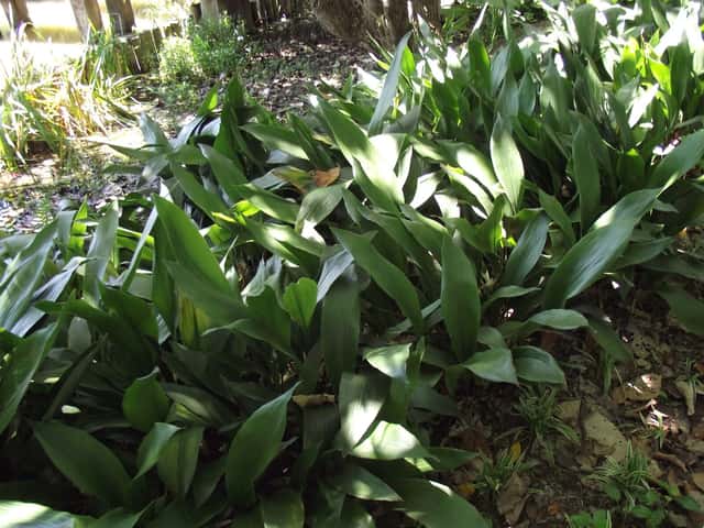 Aspidistra de Taïwan