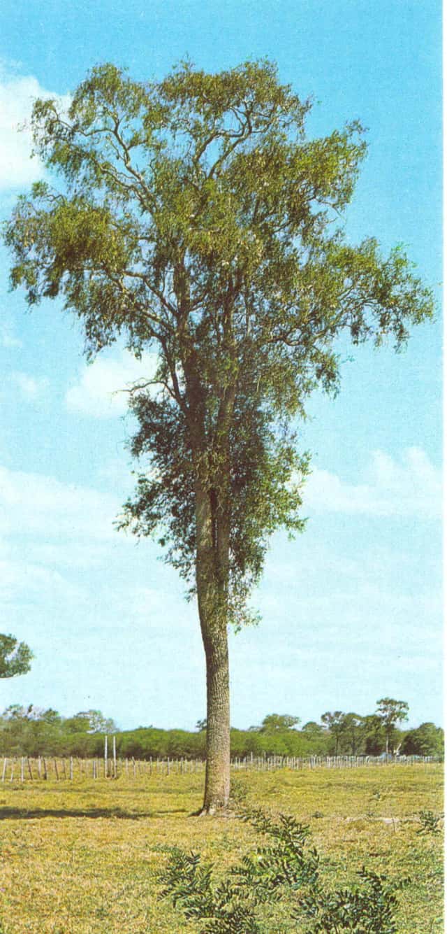 Aspidosperma (genus)