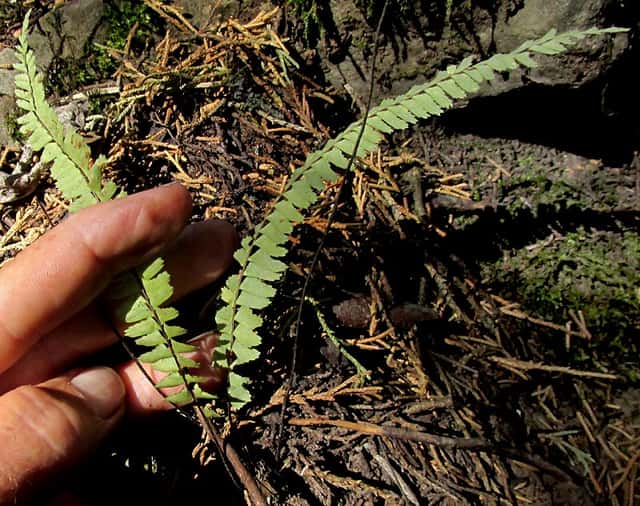Single-sorus Spleenwort