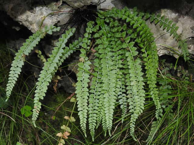 Asplênio-verde