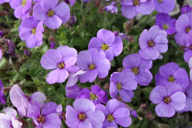 Aubrietia