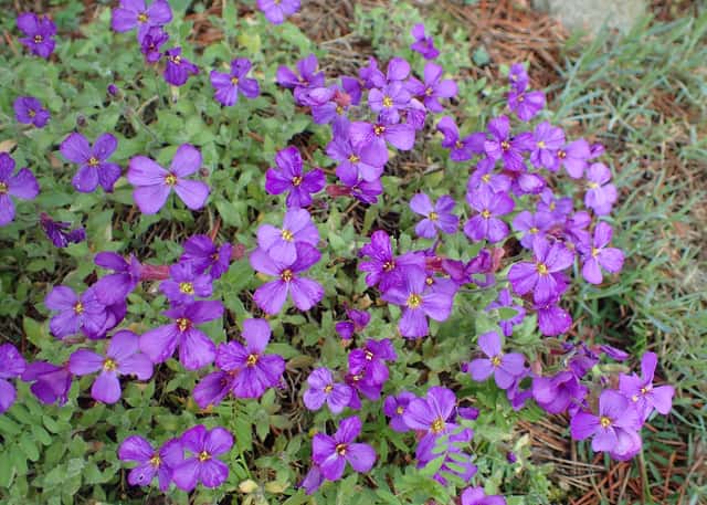 Aubrieta