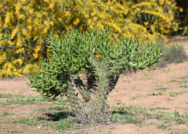 Eve's Needle Cactus