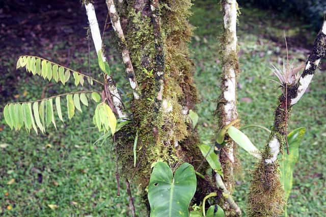 Bilimbi