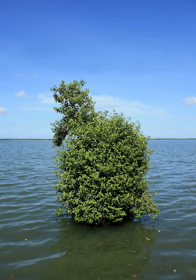 Mangue-cinzento