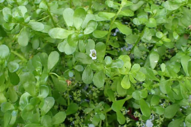 Brahmi