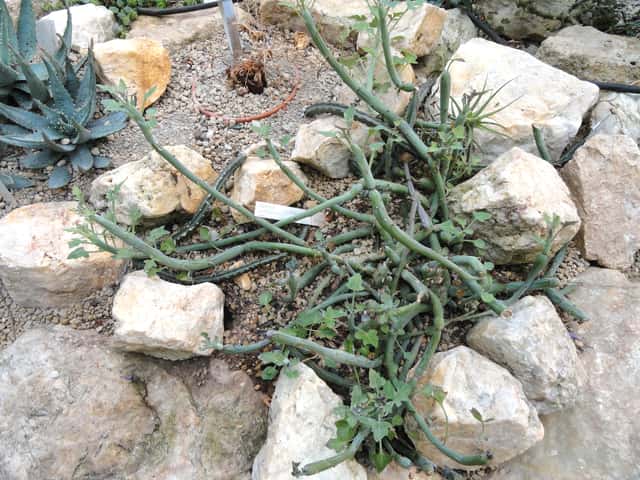Worstenplant