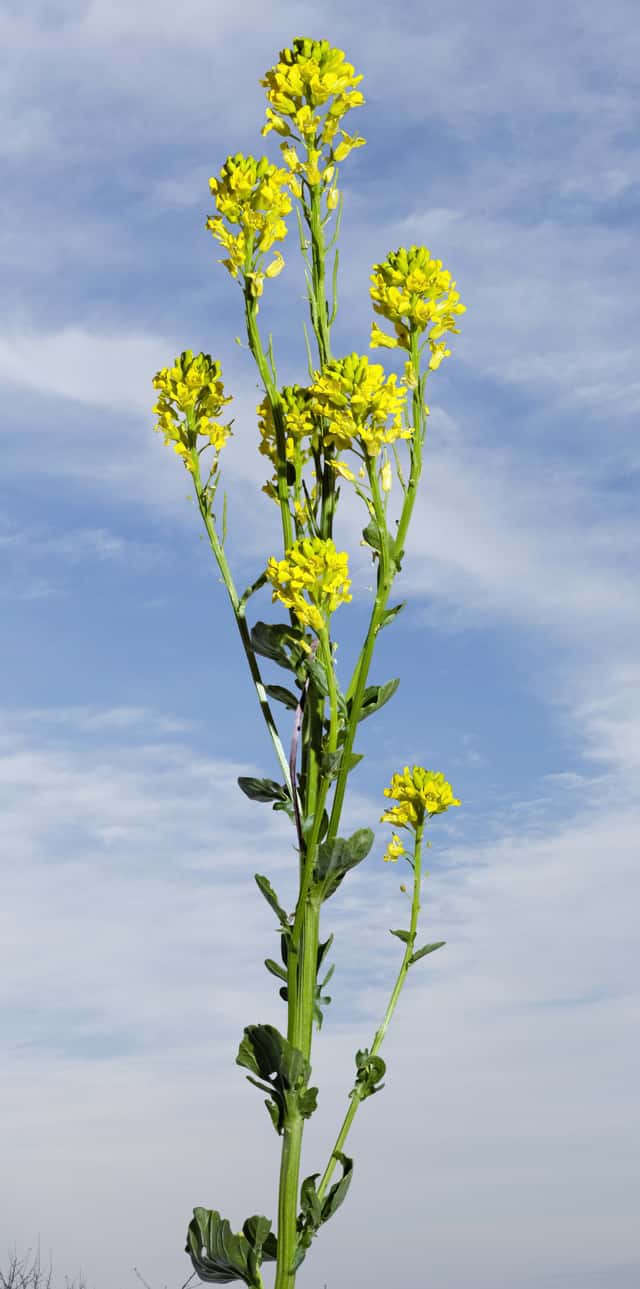 Navadna barbica