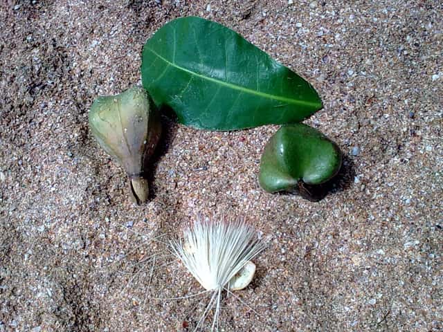 Sea Poison Tree