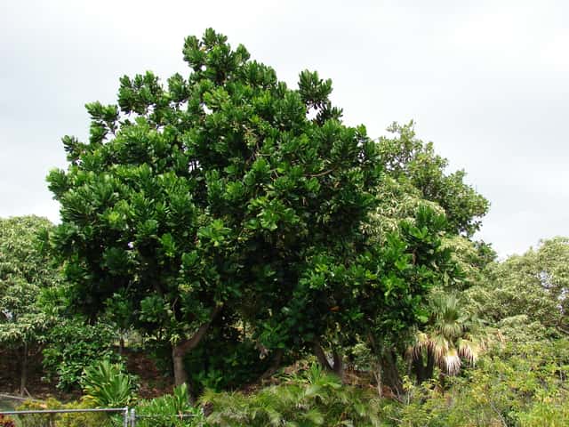 Bonnet d'évêque