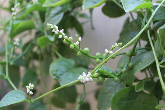 Malabar Spinach
