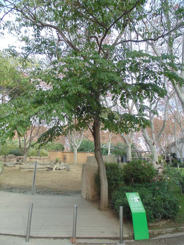 Brazilian Orchid Tree