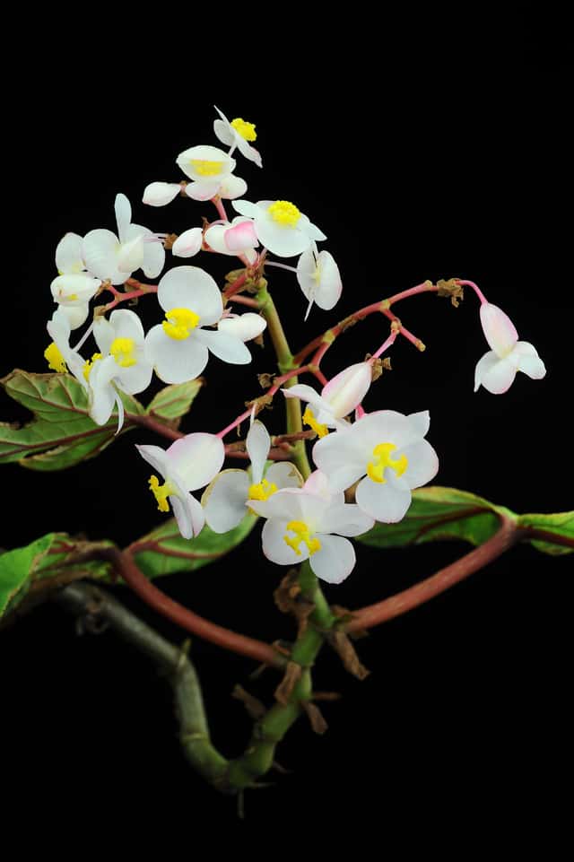 Englevinge-begonia