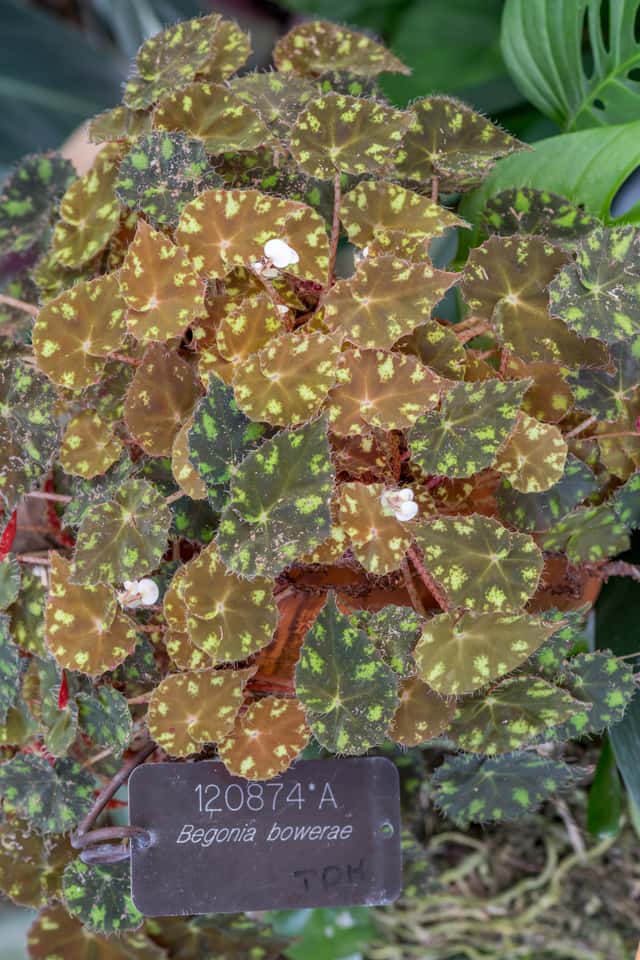 Eyelash Begonia