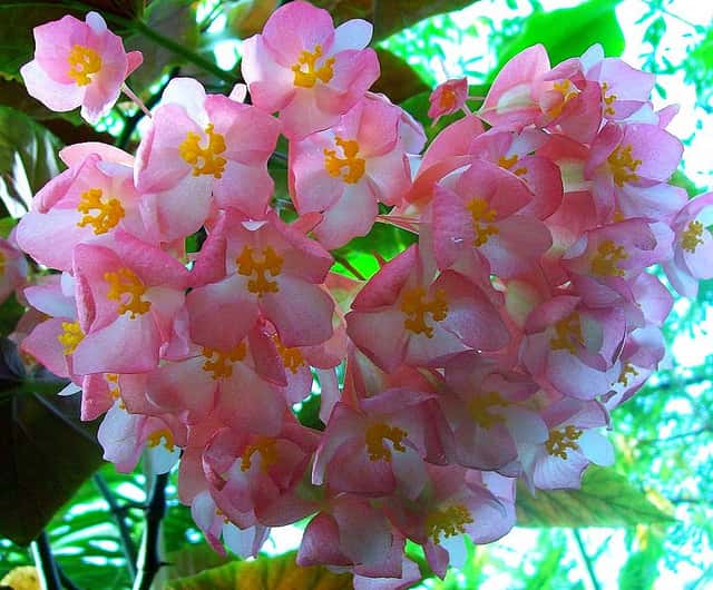 Scarlet Begonia