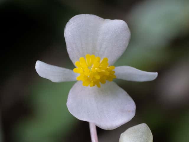 Wax Begonia