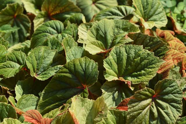 Hardy Begonia