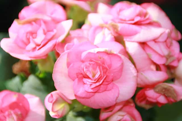 Rieger Begonia