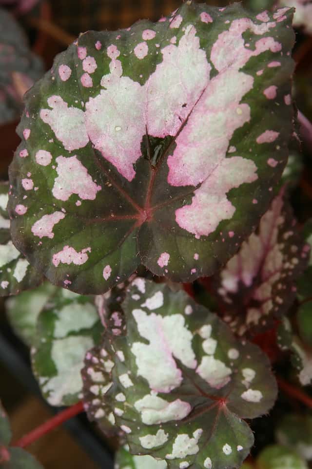 Rex Begonia