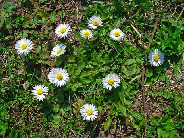 English Daisy