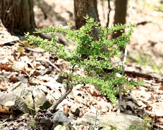 Barberry