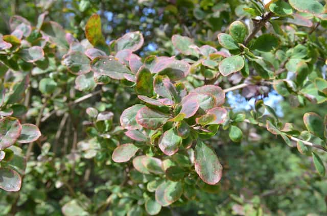 Ottawa Barberry