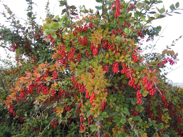 Common barberry