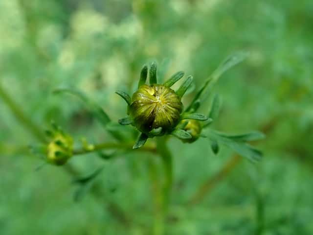 Bidens