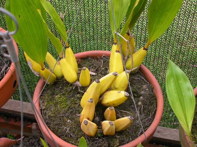 Orquídea-de-Harrison