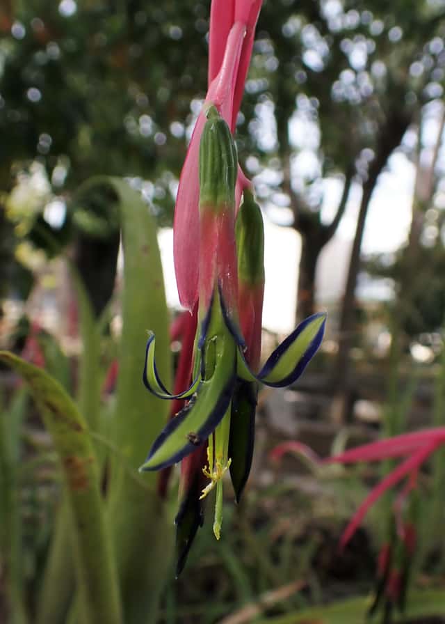 Billbergia (gênero)