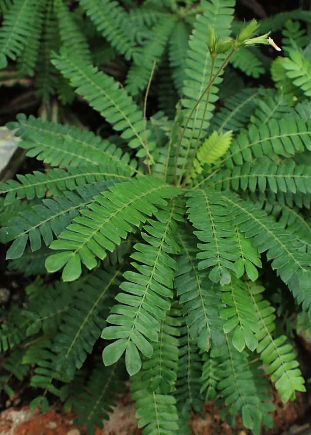 Biophytum sensitivum