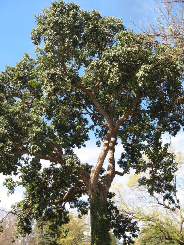 Cedro-de-java