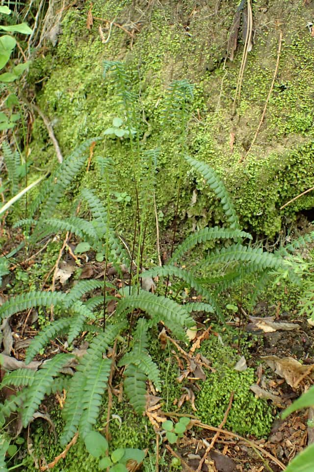 Membranous Hard Fern