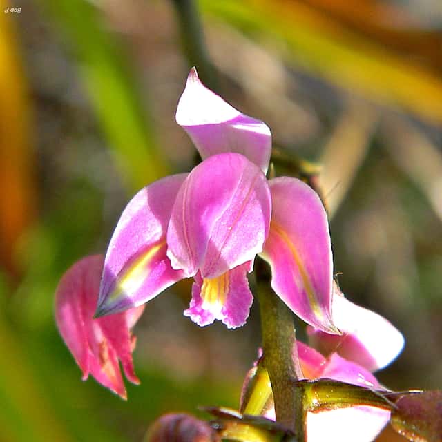 Pine-pink Orchid