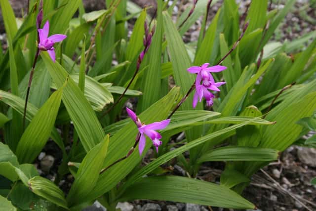Svītrainā bletilla