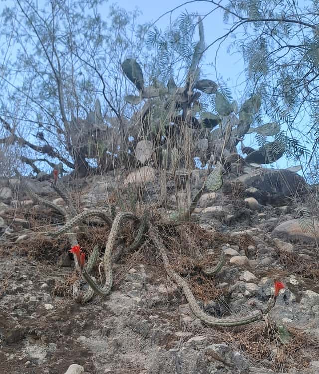Cleistocactus