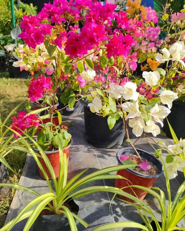 Garden Bougainvillea