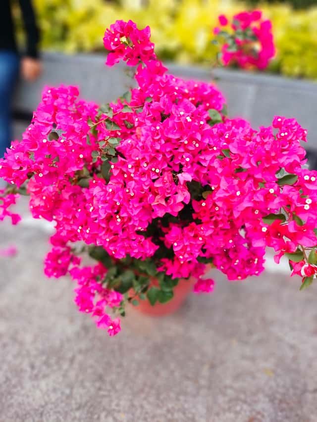 Bougainvillea
