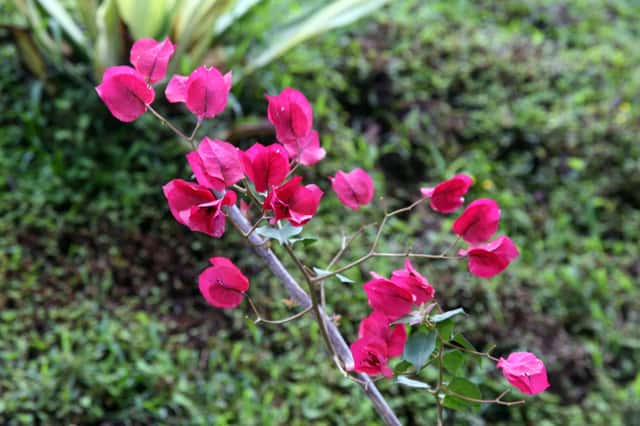 Great Bougainvillea