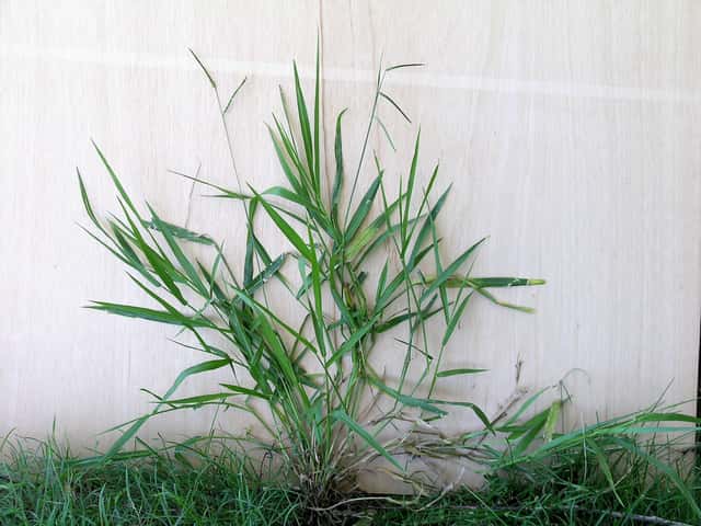 Signal Grass
