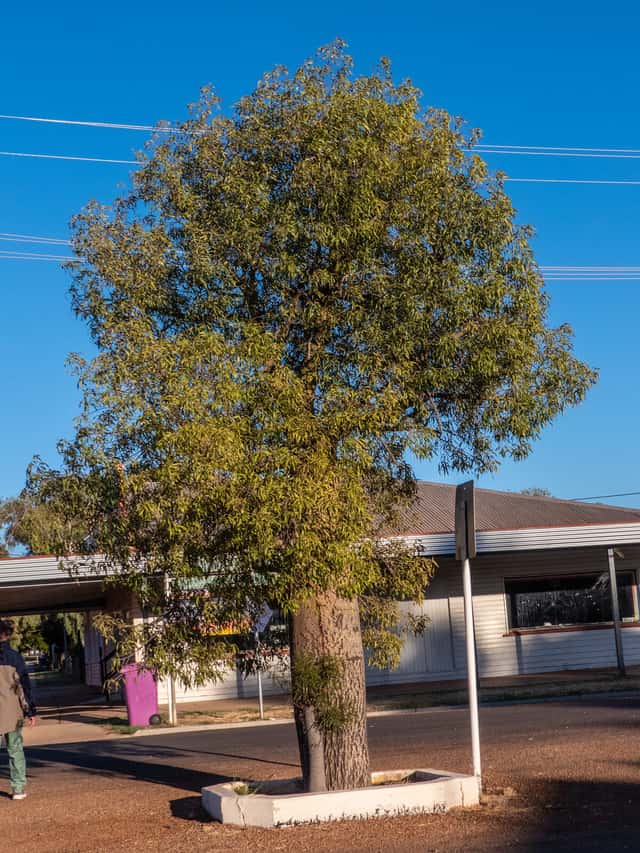 Queensland bottle tree