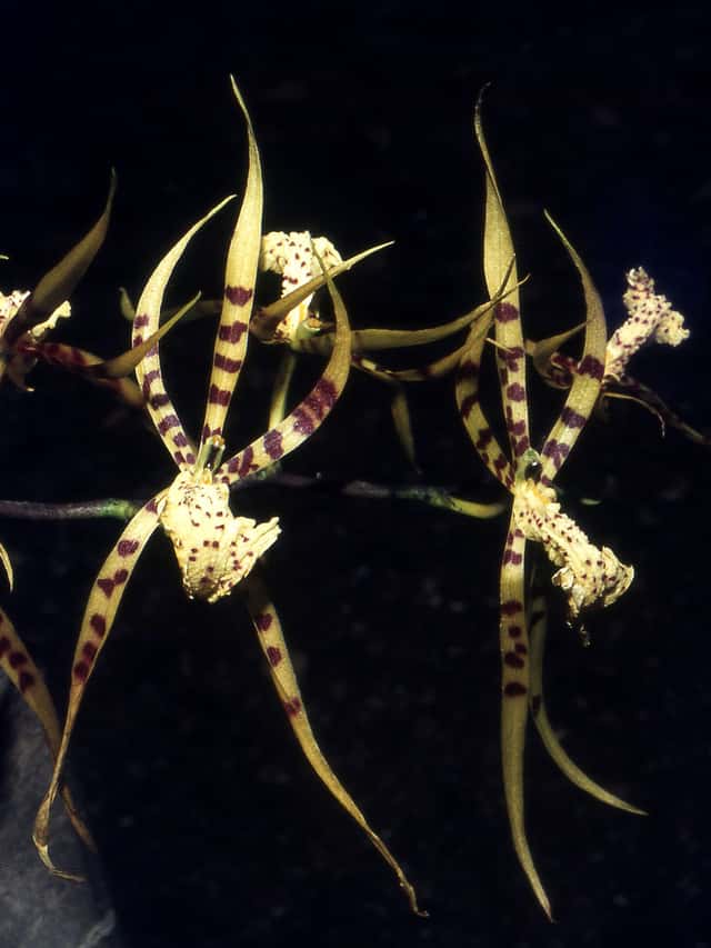 Orquídea-aranha