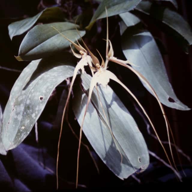 Spider Orchid