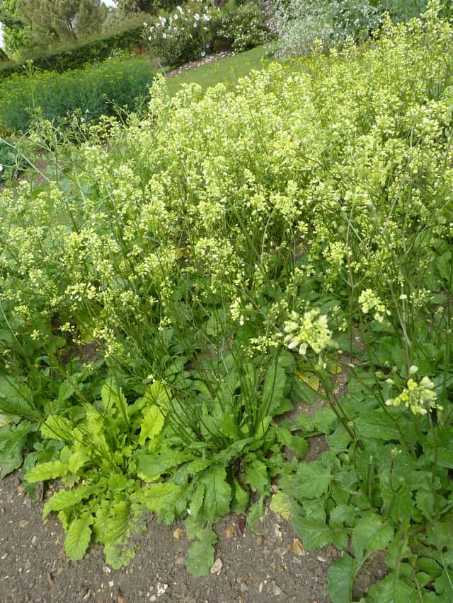 Brassica