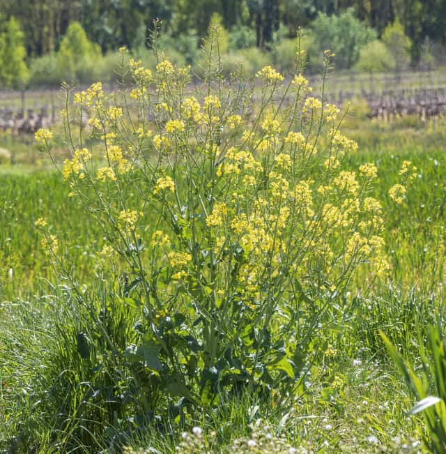 Rapeseed