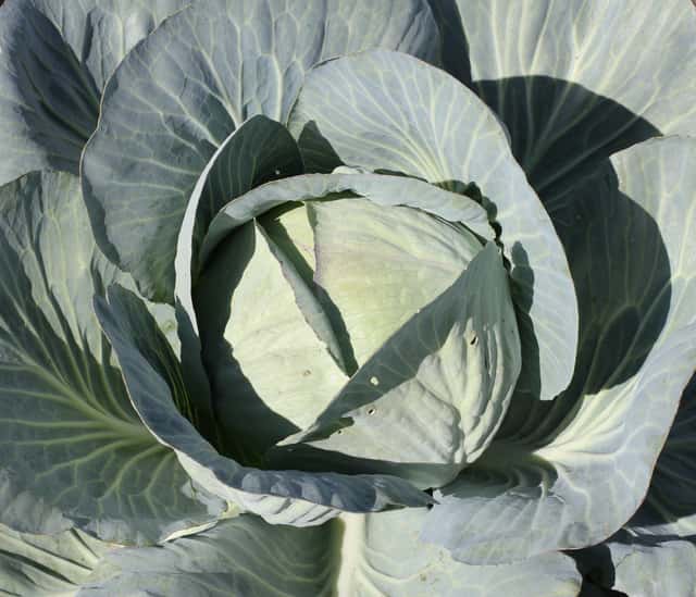 Wild Cabbage