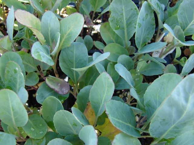 Peakapsas