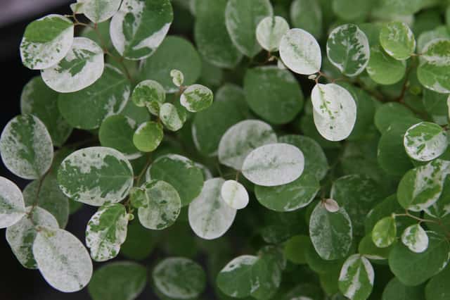 Snow Bush