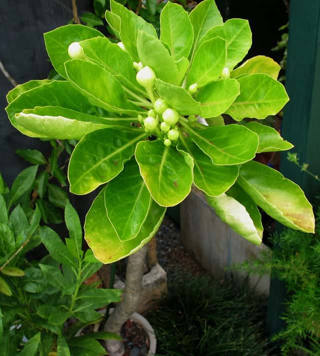 Pua ʻala